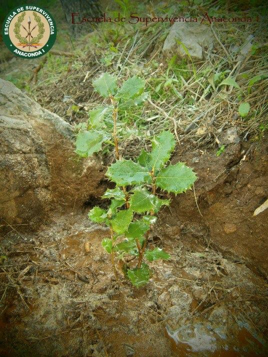 SUPERVIVIENTES DEL FUTURO