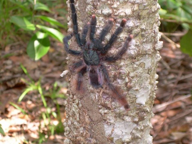 CURSO SUPERIOR ESPECIALIZADO EN SELVA